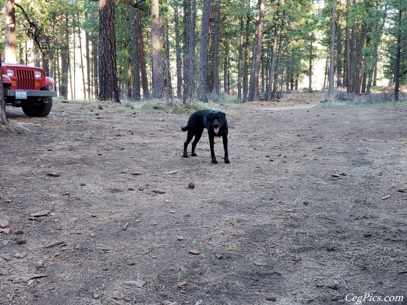 Naneum Ridge State Forest