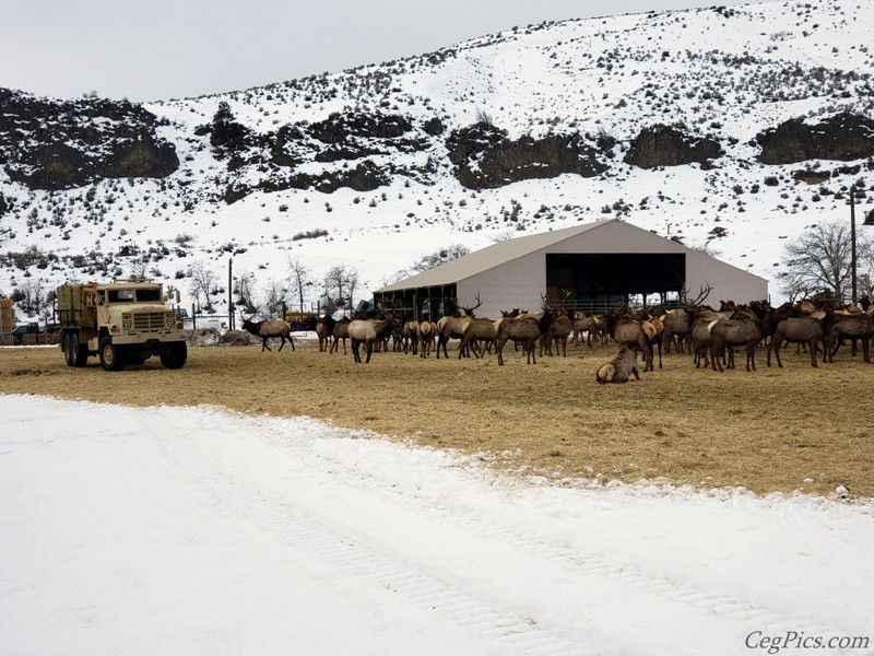 elk Feeding