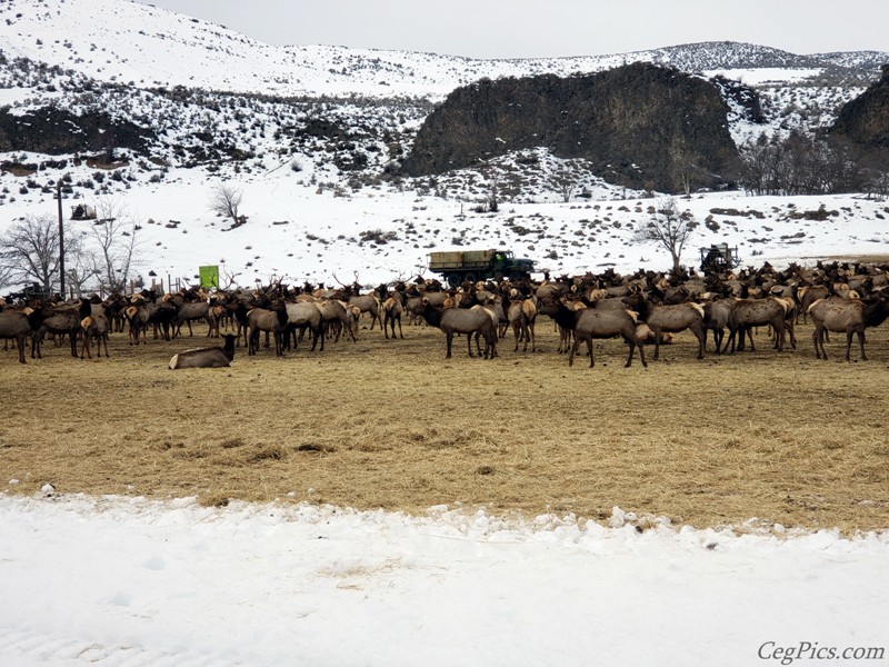 elk Feeding