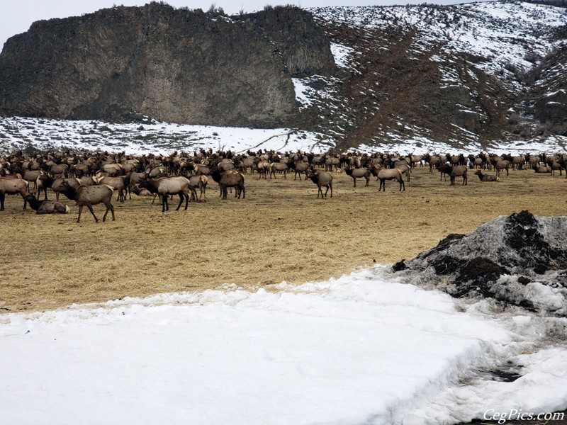 elk Feeding