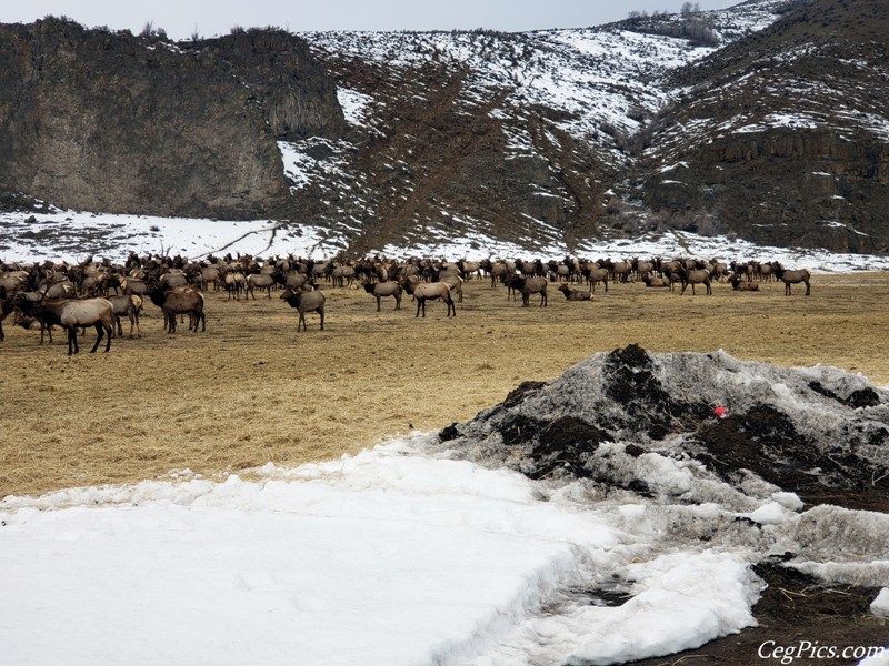 elk Feeding