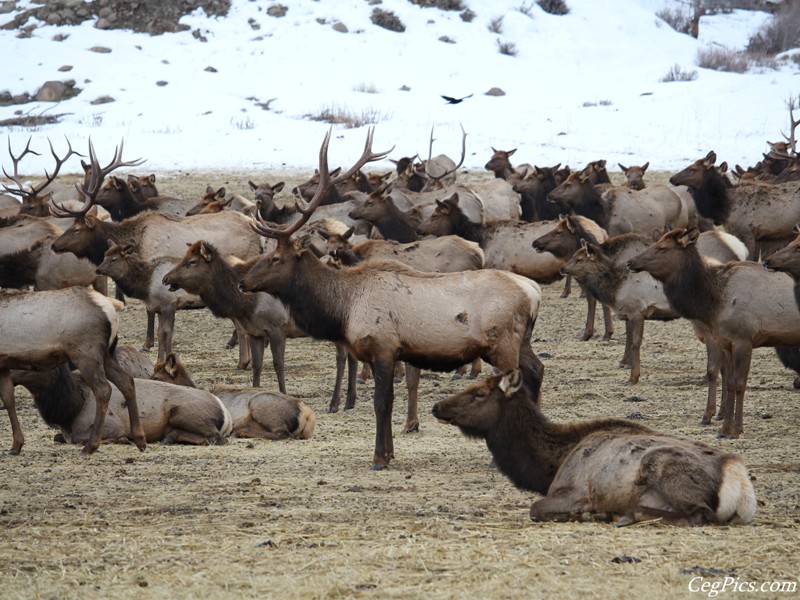 elk Feeding