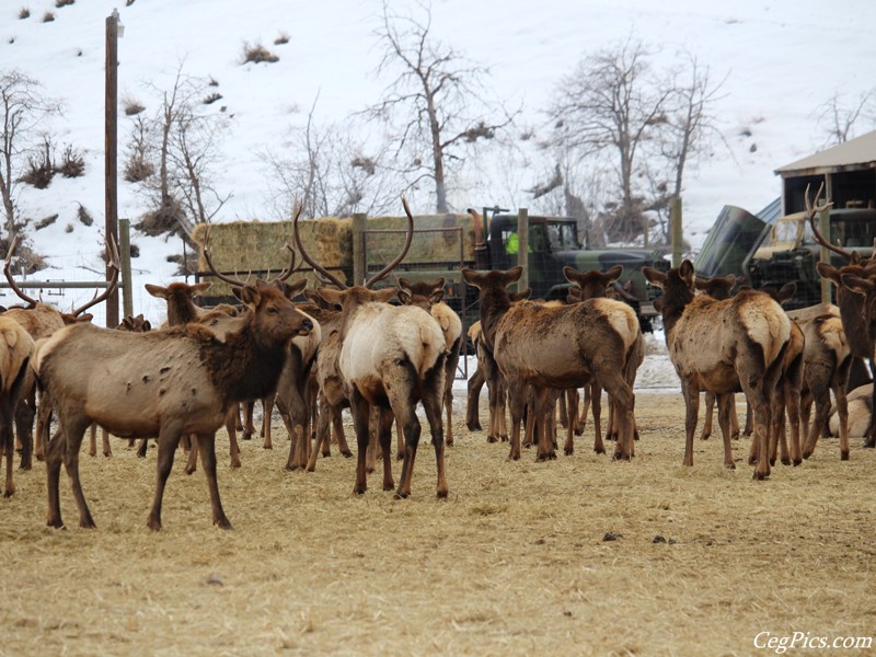 elk Feeding