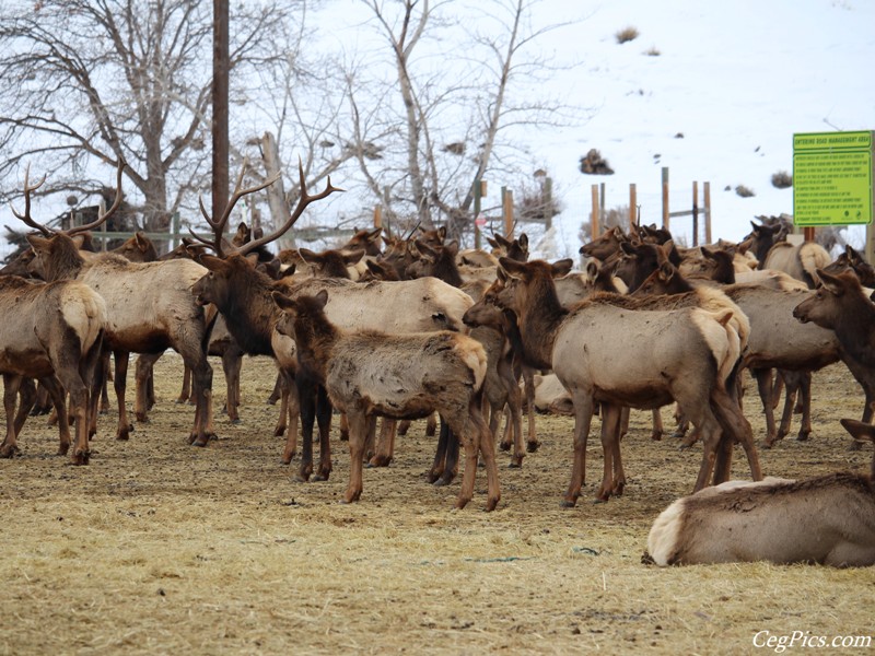 elk Feeding