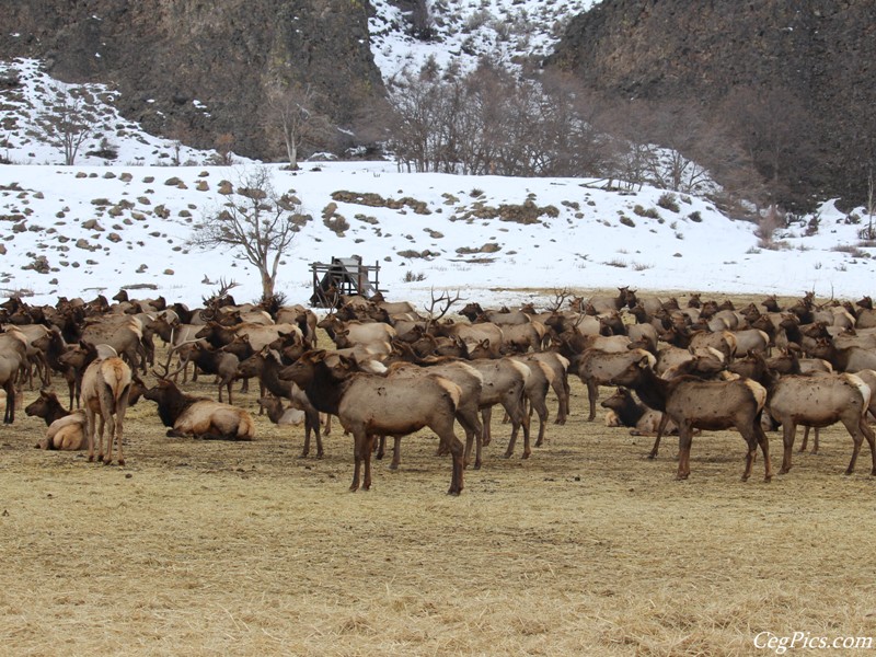 elk Feeding