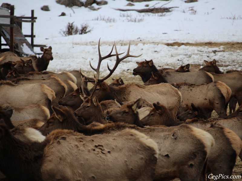 elk Feeding