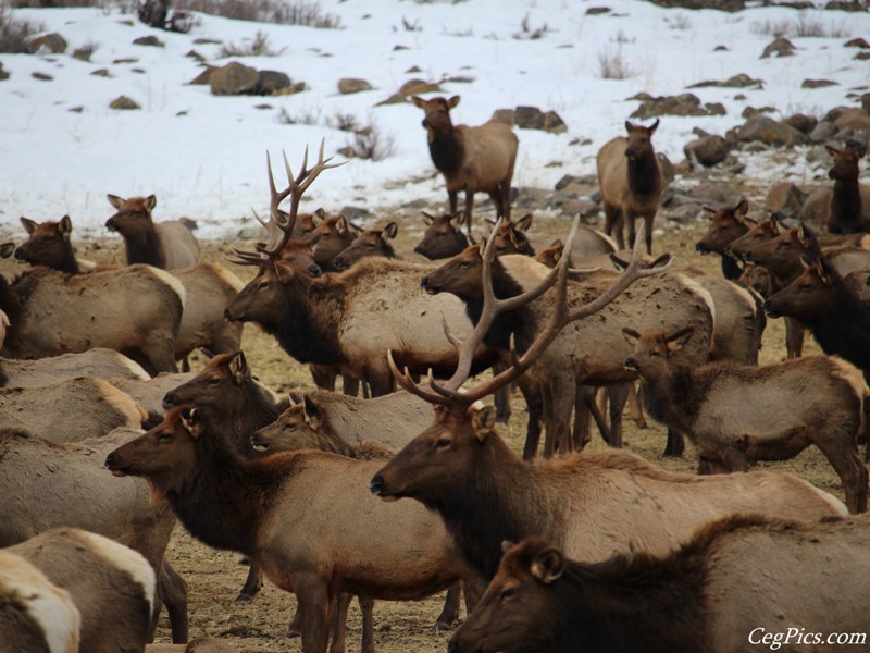 elk Feeding