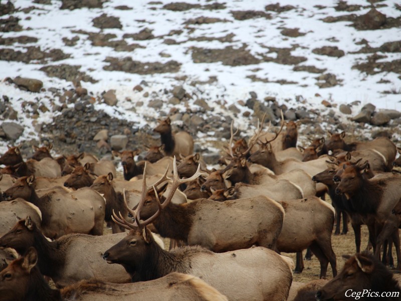 elk Feeding