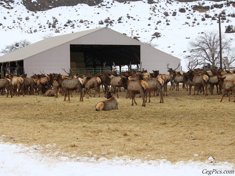 elk Feeding