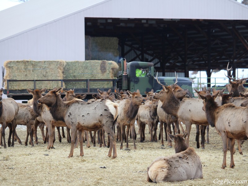 elk Feeding