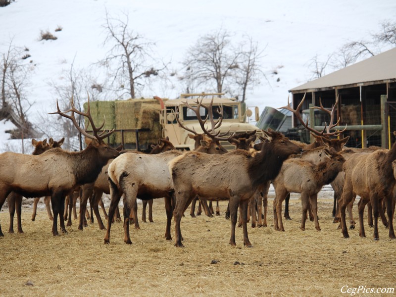 elk Feeding