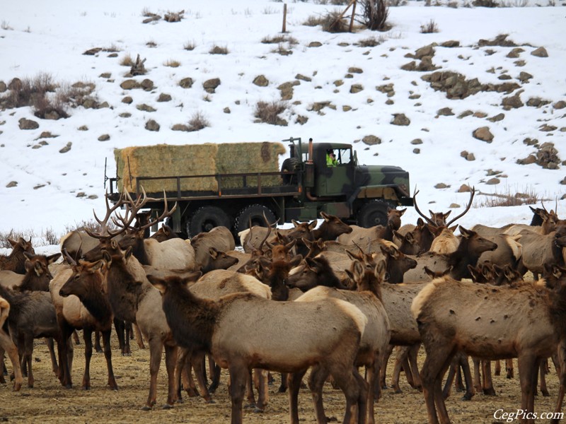 elk Feeding