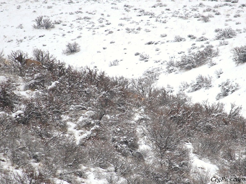 Snow Wheeling