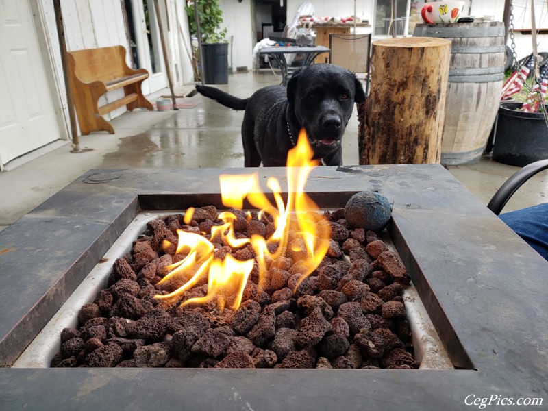 Black Lab