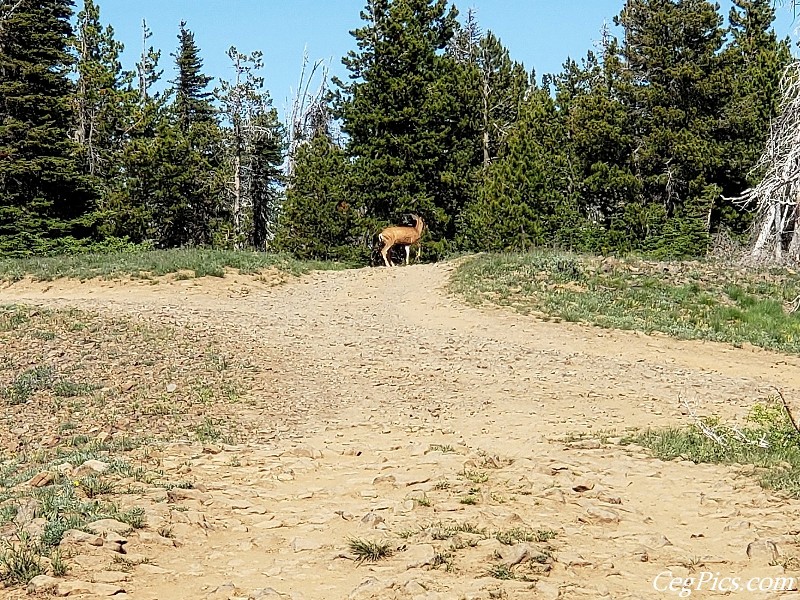 Overlanding