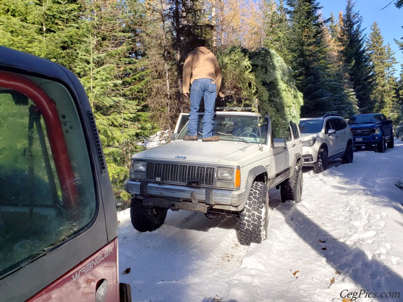 Christmas Tree Trip