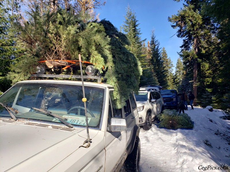 Christmas Tree Trip