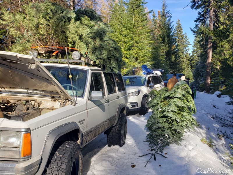 Christmas Tree Trip