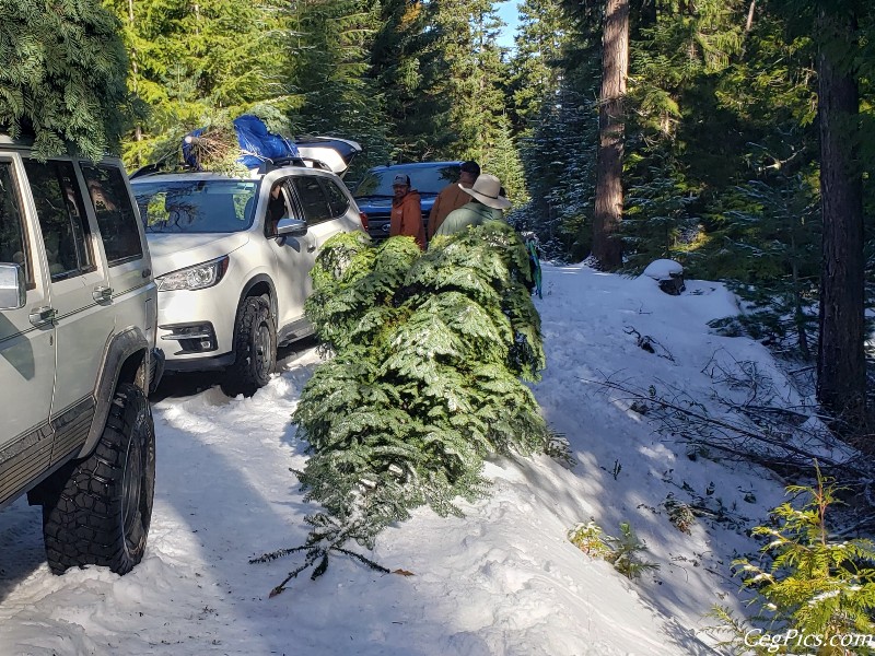 Christmas Tree Trip