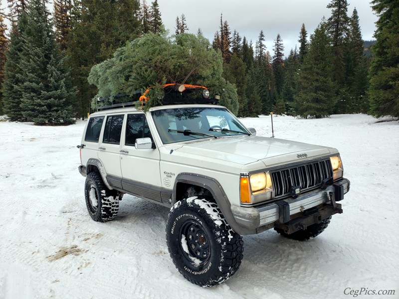 Christmas Tree Trip