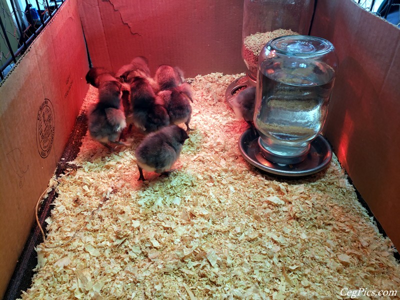 chicks