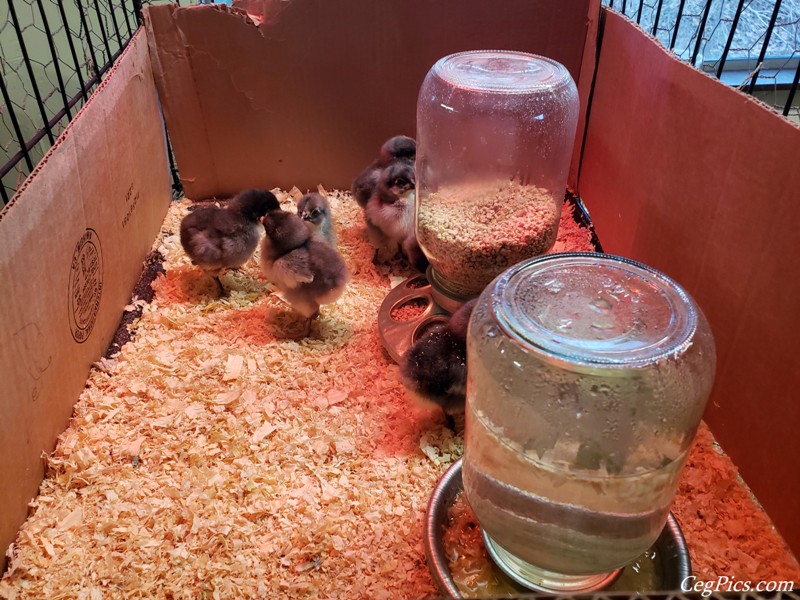 chicks