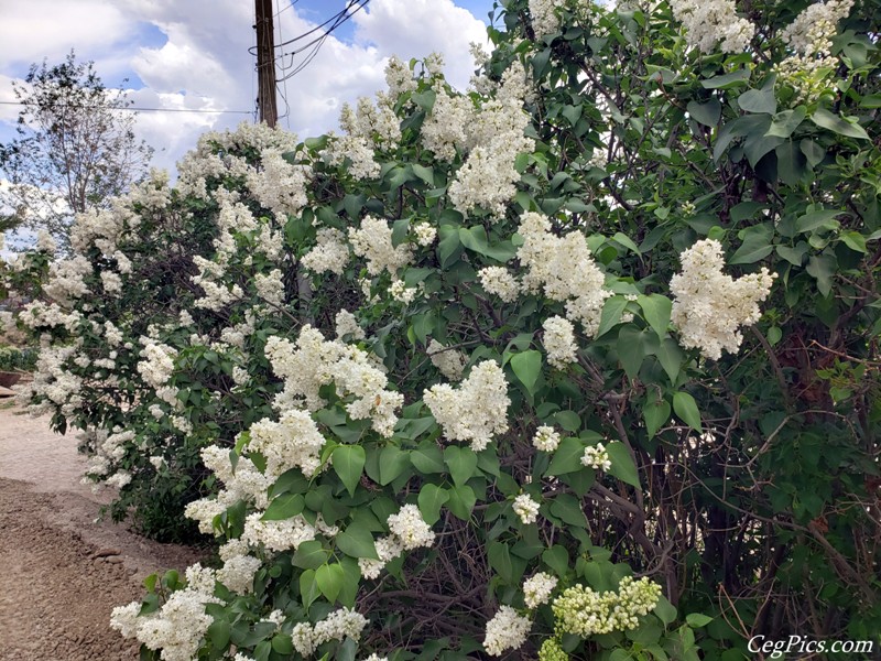 Lilacs