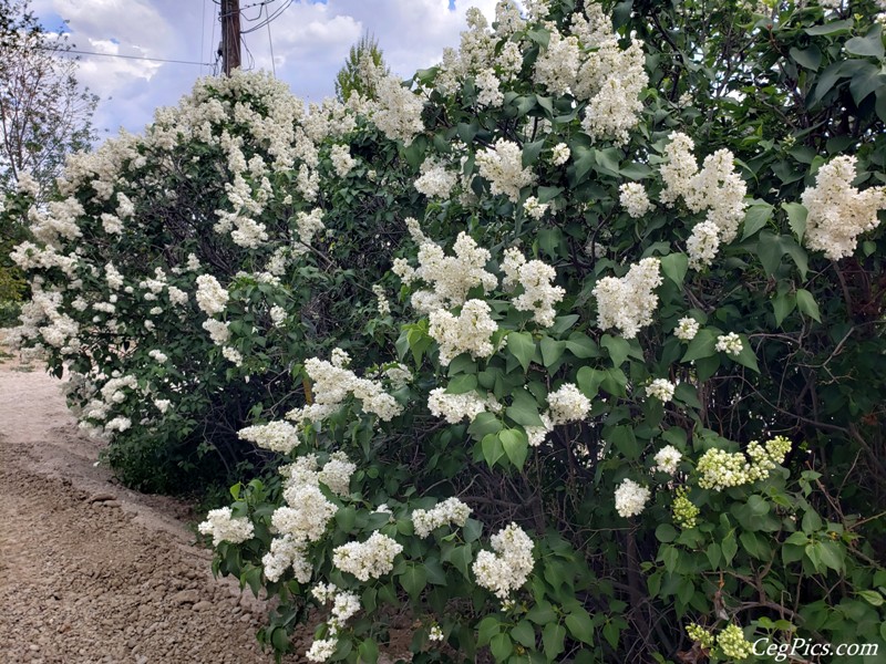 Lilacs