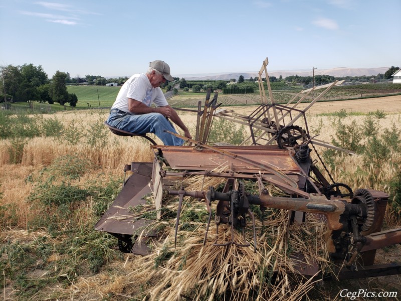 Wheat Binding