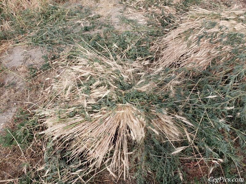 Wheat Binding