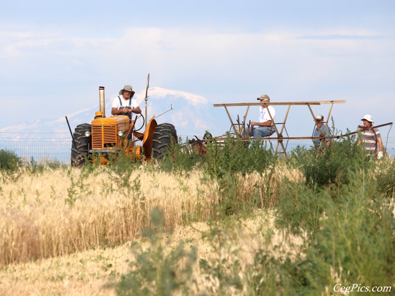 Wheat Binding