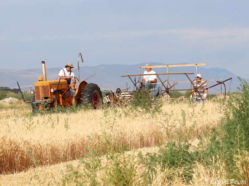 Wheat Binding