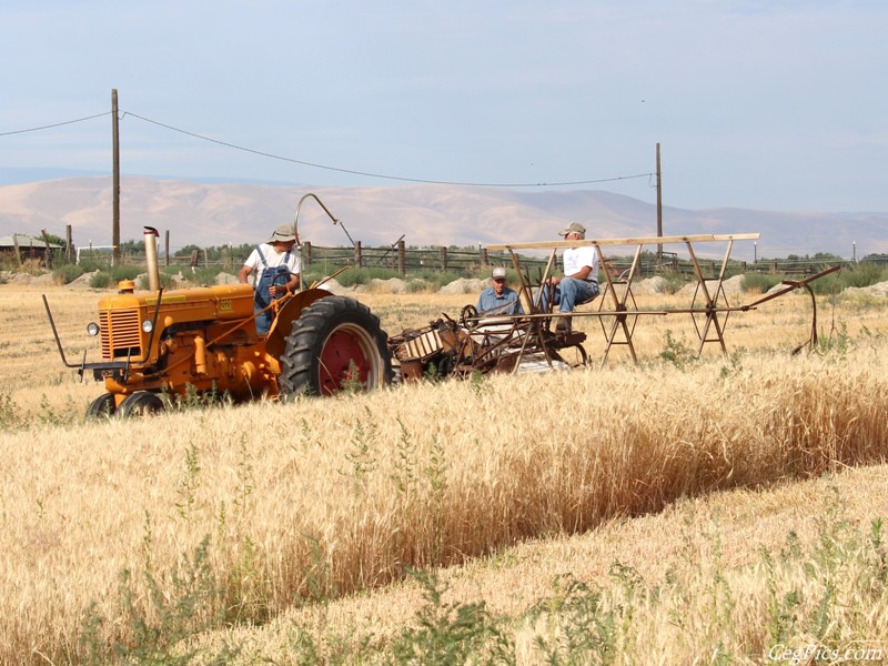 Wheat Binding