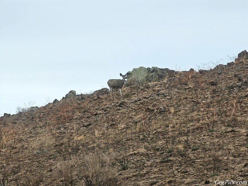 Wenas Wildlife Area