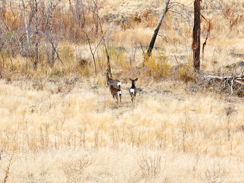 Whiskey Dick Wildlife Area