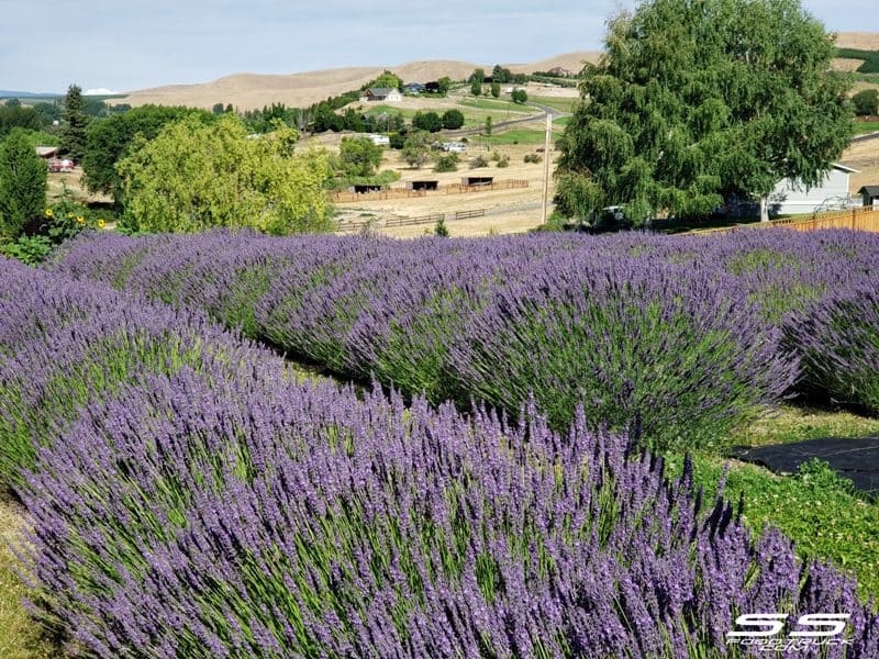 Photos: Lavender Harvest Days 2019 2