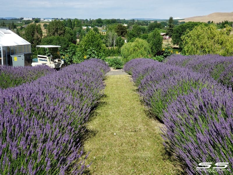 Photos: Lavender Harvest Days 2019 3