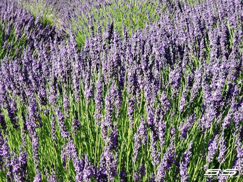 Photos: Lavender Harvest Days 2019 4