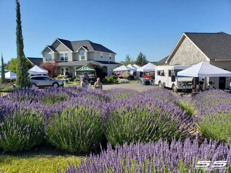 Photos: Lavender Harvest Days 2019 5