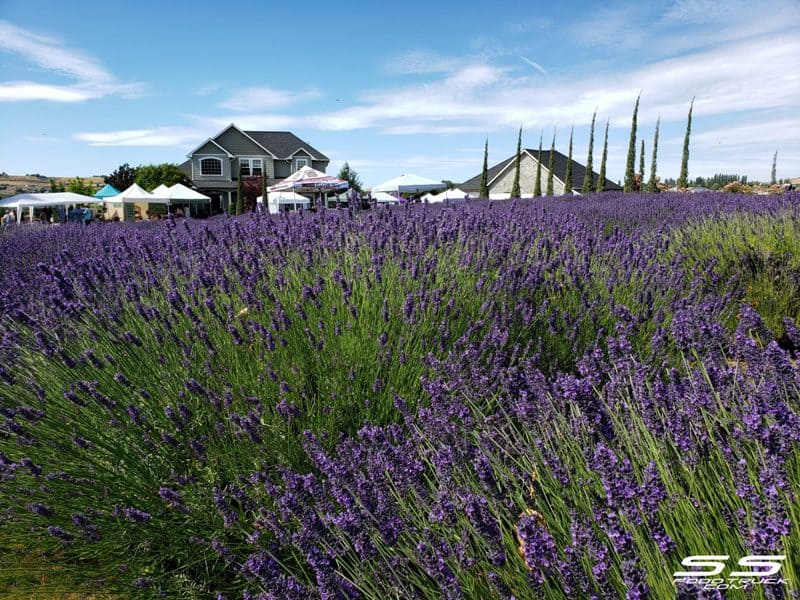 Photos: Lavender Harvest Days 2019 6