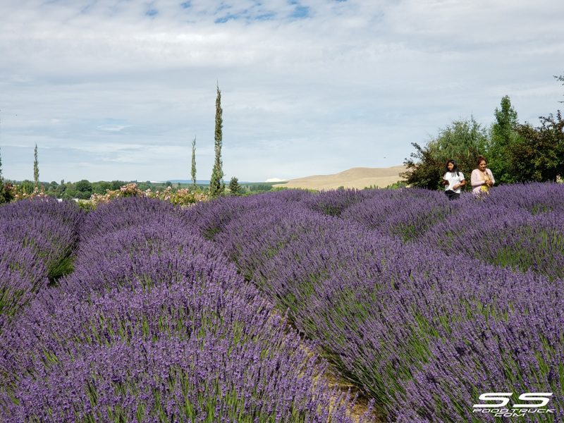 Photos: Lavender Harvest Days 2019 7