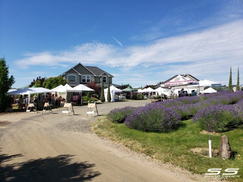 Photos: Lavender Harvest Days 2019 8