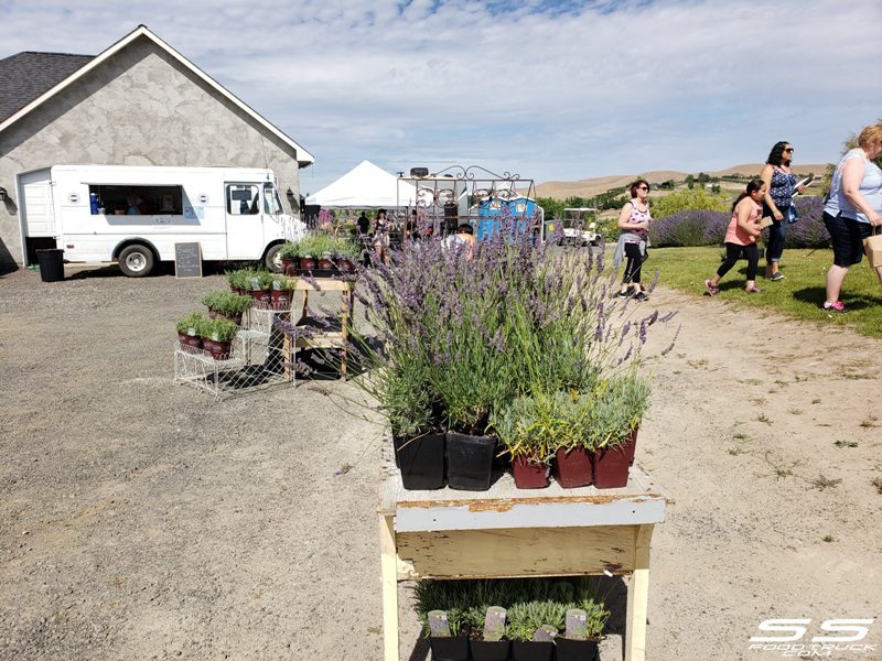 Photos: Lavender Harvest Days 2019 11