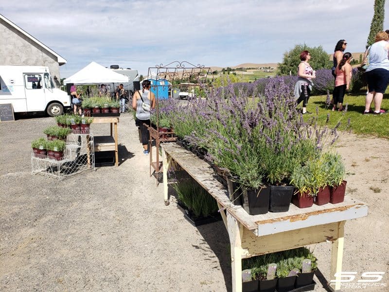 Photos: Lavender Harvest Days 2019 12