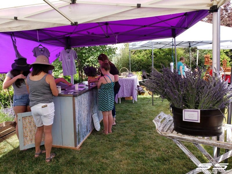 Photos: Lavender Harvest Days 2019 57