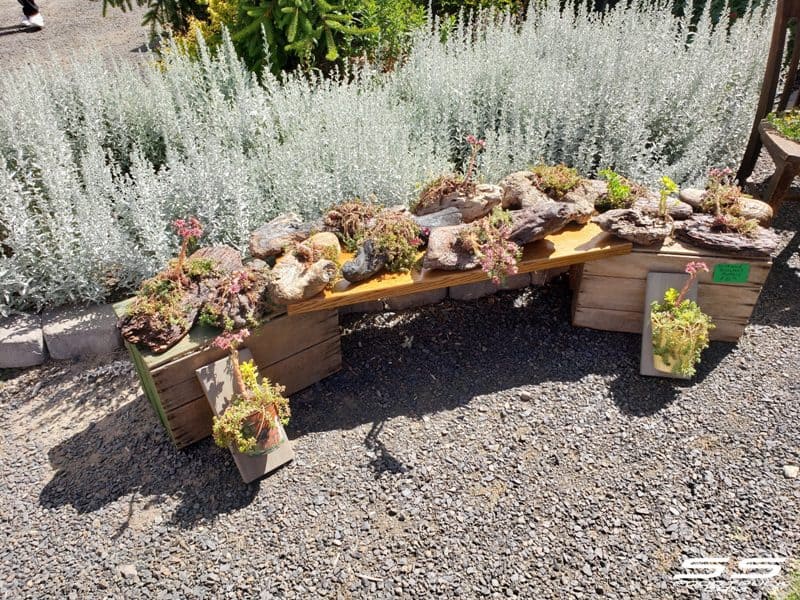 Photos: Lavender Harvest Days 2019 70