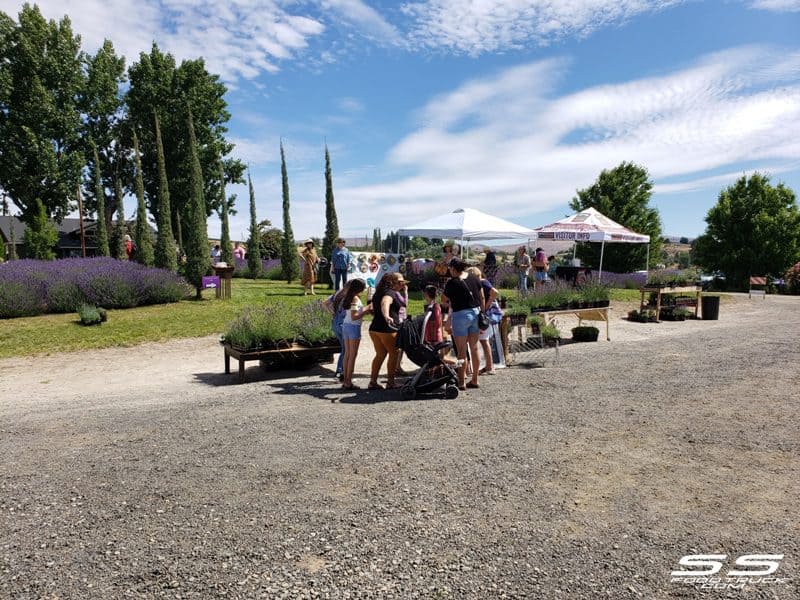 Photos: Lavender Harvest Days 2019 73