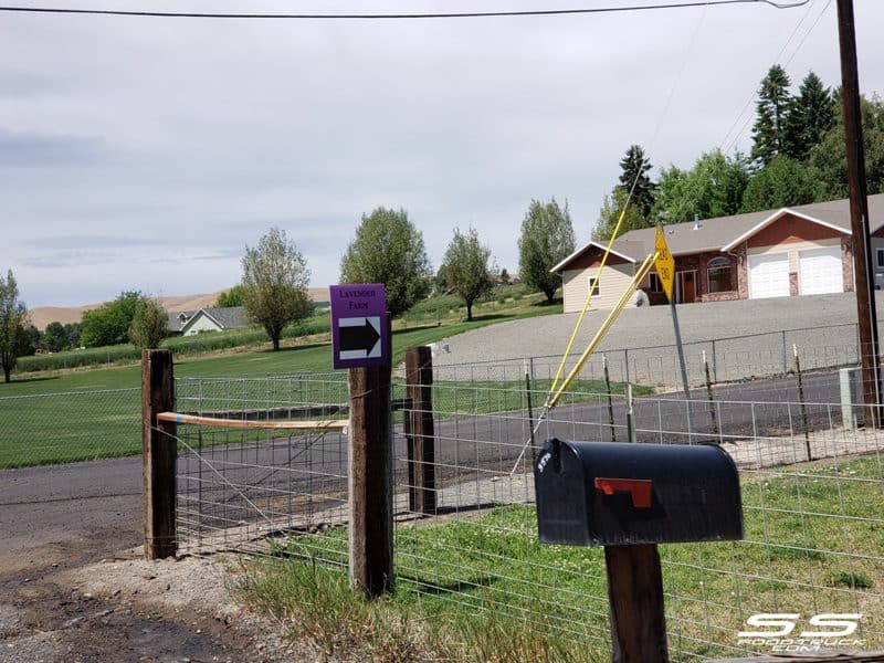 Photos: Lavender Harvest Days 2019 77