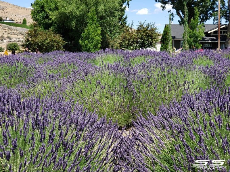 Photos: Lavender Harvest Days 2019 79