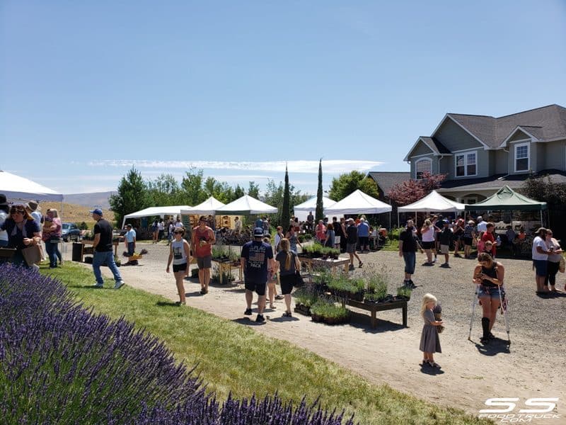 Photos: Lavender Harvest Days 2019 81